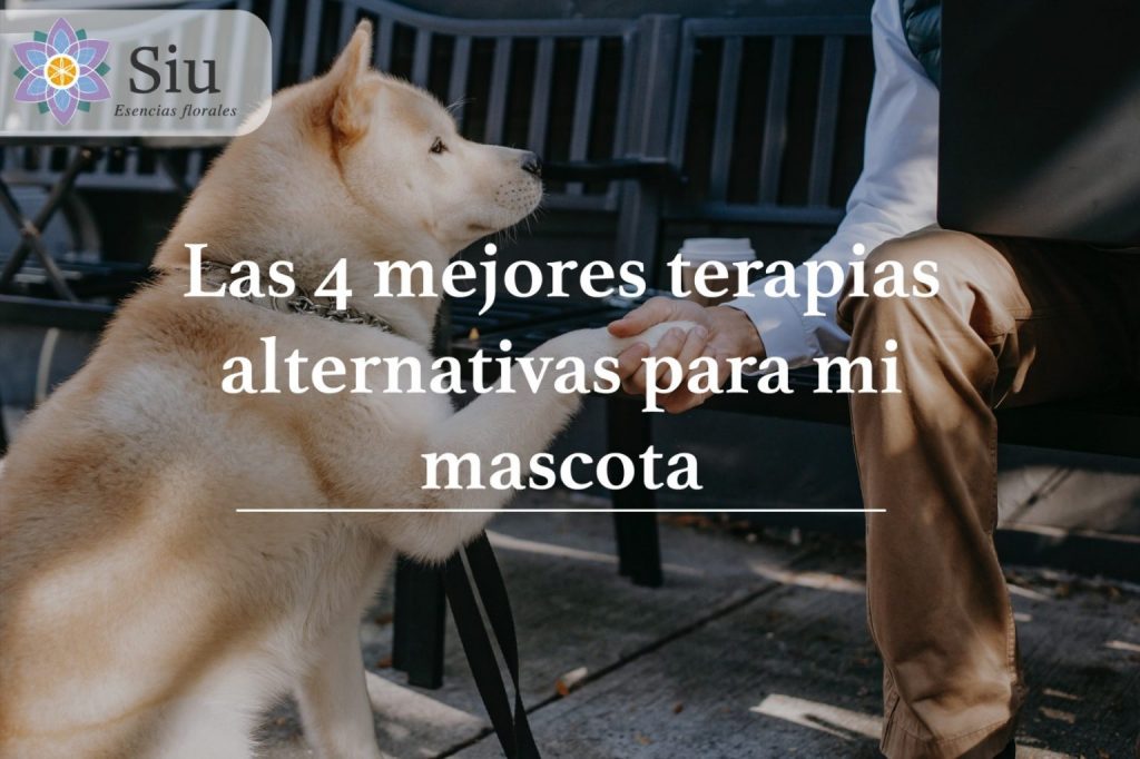 mejores terapias para mascotas