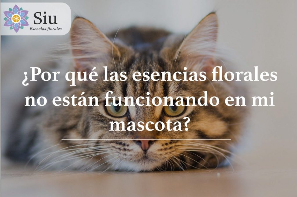 por que las esencias florales no están funcionando en mi mascota