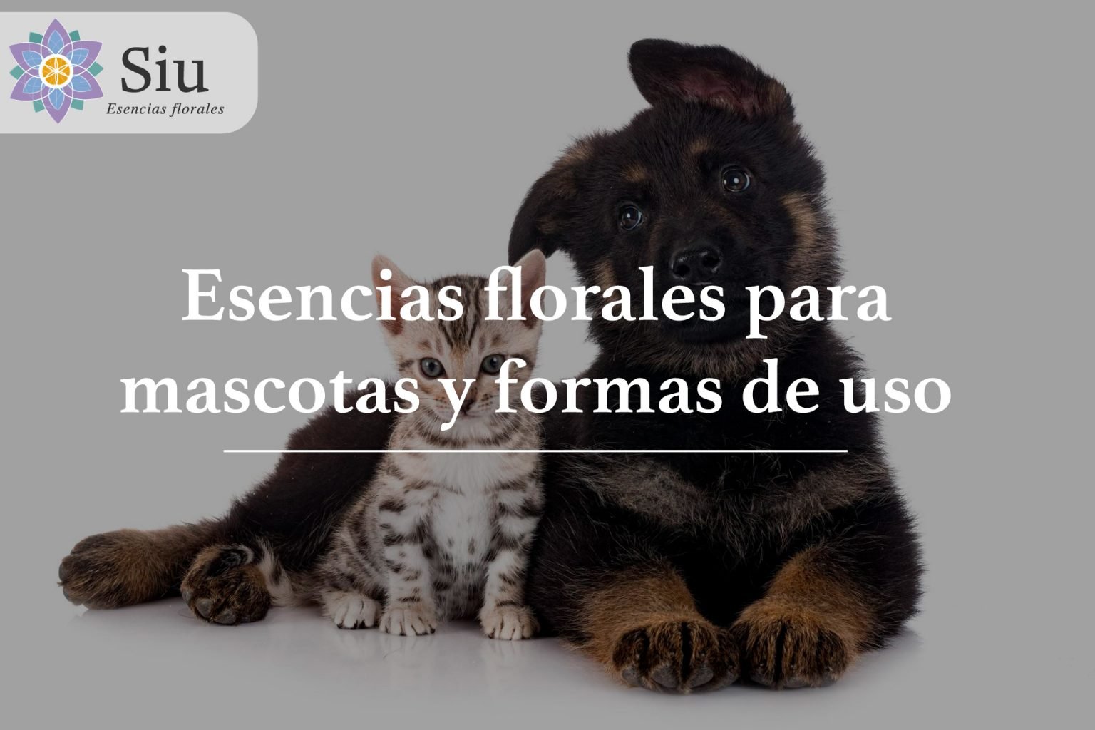 esencias florales para mascotas