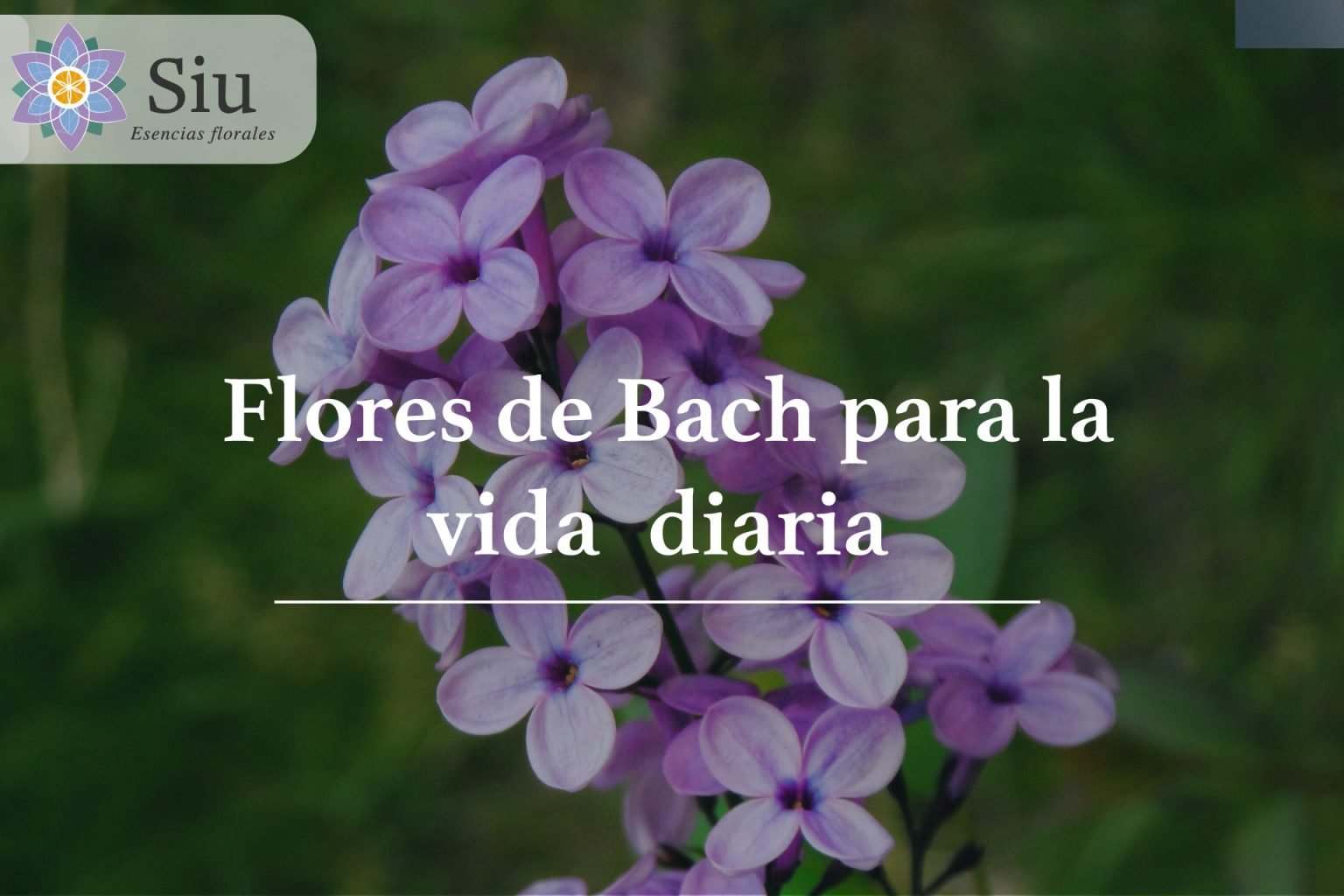 flores de bach vida diaria