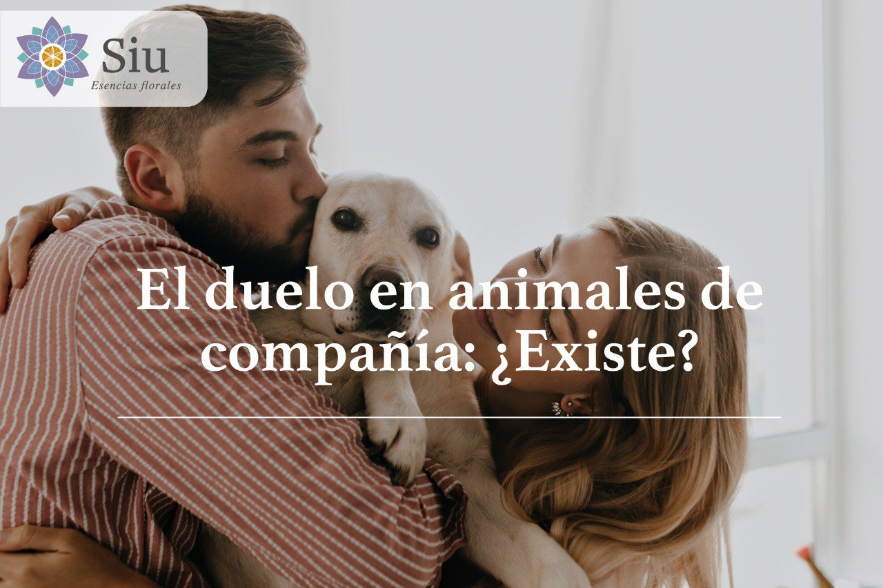 duelo animales de compania