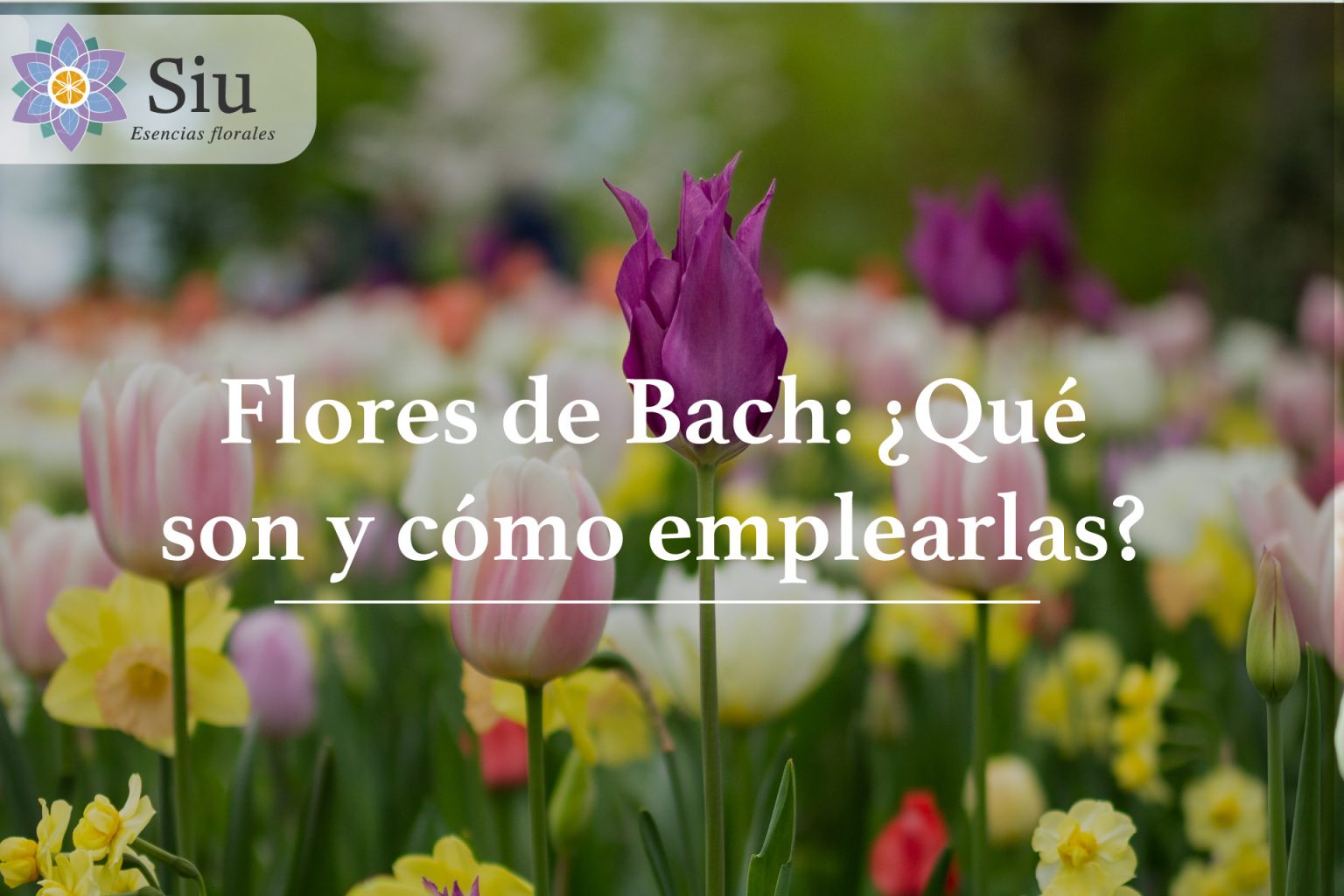 flores de bach que son