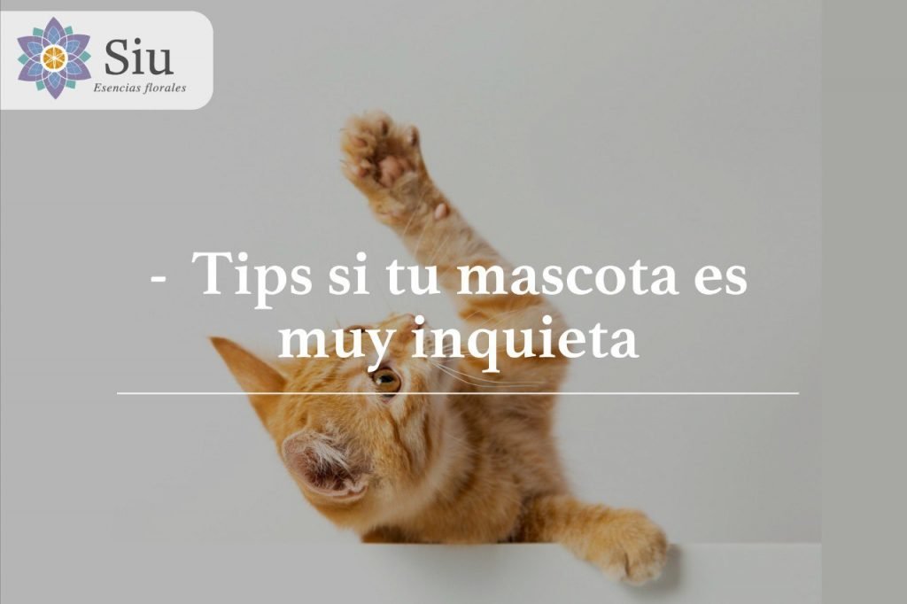 tips mascota inquieta