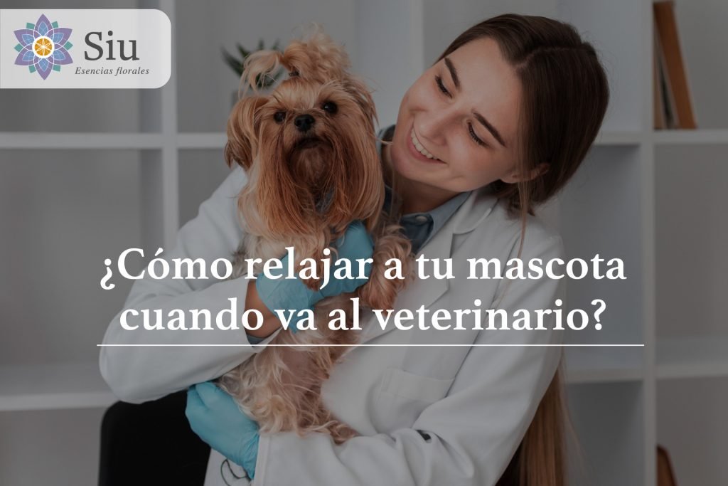 como relajar a tu mascota