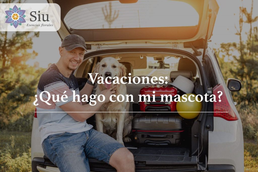 vacaciones que hago con mi mascota