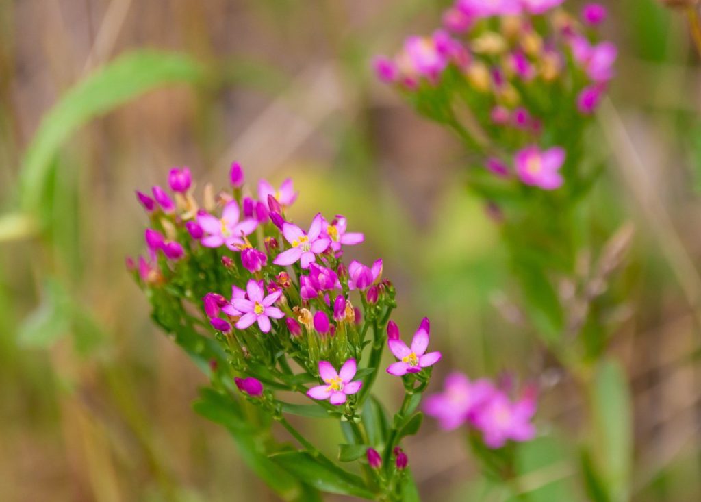 foto cuidado centaurium