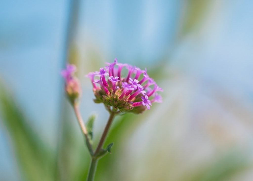 foto cuidado centaurium 2