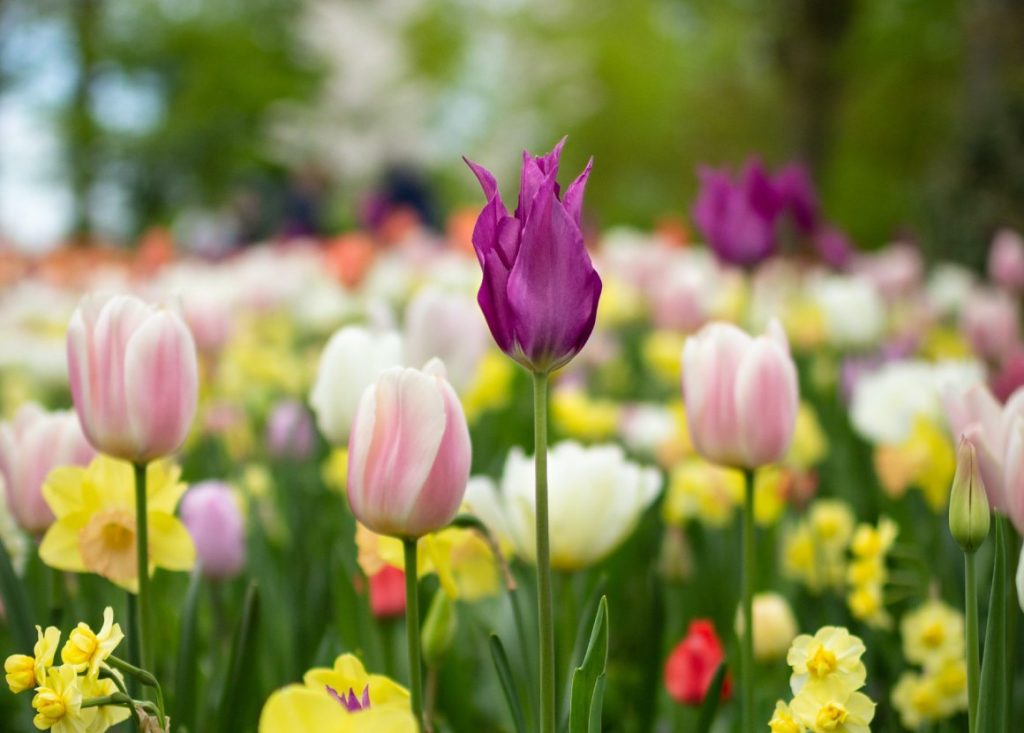 foto jardin de flores