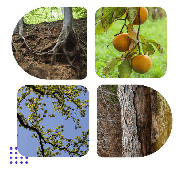 formas-arboles-salud-mental-siu-esencias